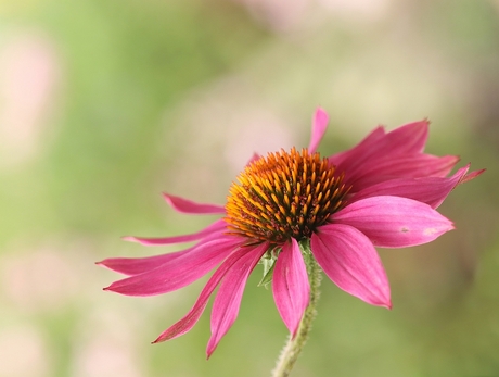 Echinacea 