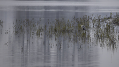 Reiger op een mistige morgen