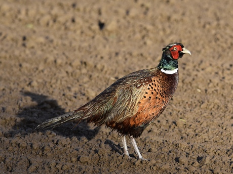 Fazant in de ochtendzon 