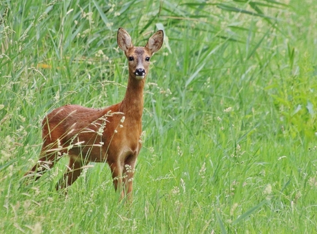 Ree tussen het hoge gras