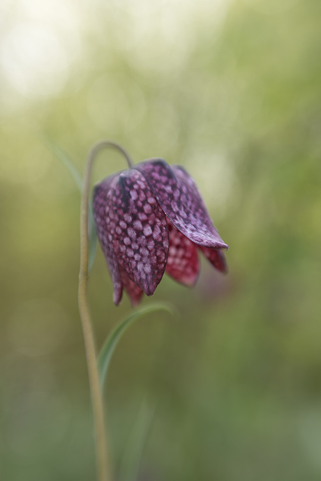 De mooie kievitsbloem 