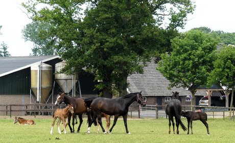 P1280333   Drink  partij even klaar . Paardenboerderij nabij  Borculo  21 mei 2025  