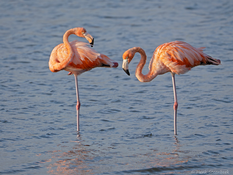 Flamingo's op een been