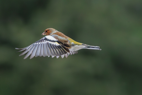 Vink in de lucht