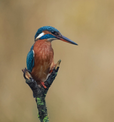 Mrs kingfisher