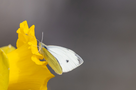 Bloemen fotograferen