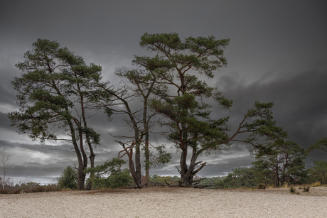 Soesterduinen bij dreigend onweer