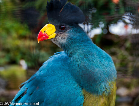 Bijzondere vogel met snavelstift...