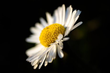 bloem