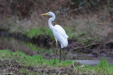 Reiger