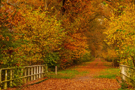 alle herfstkleuren aanwezig