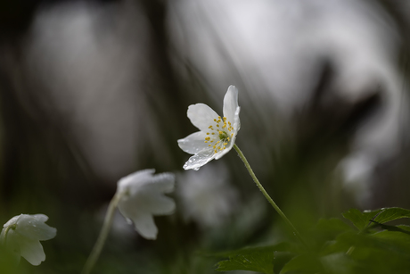Pssst, hebben jullie hem gezien?????