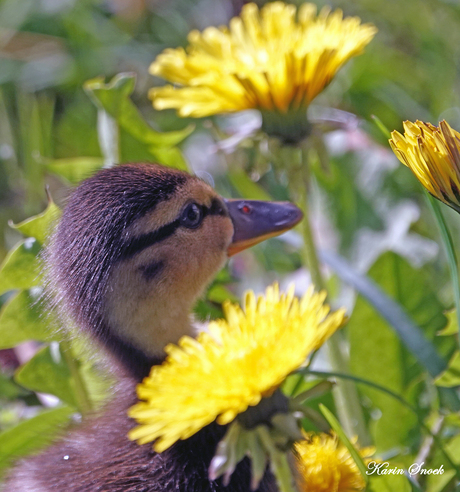 "Flowers everywhere..."