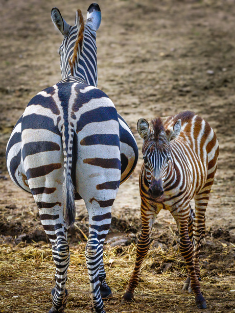 Zebra moeder en jong