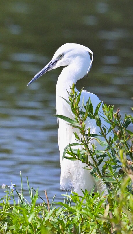Kleine zilverreiger