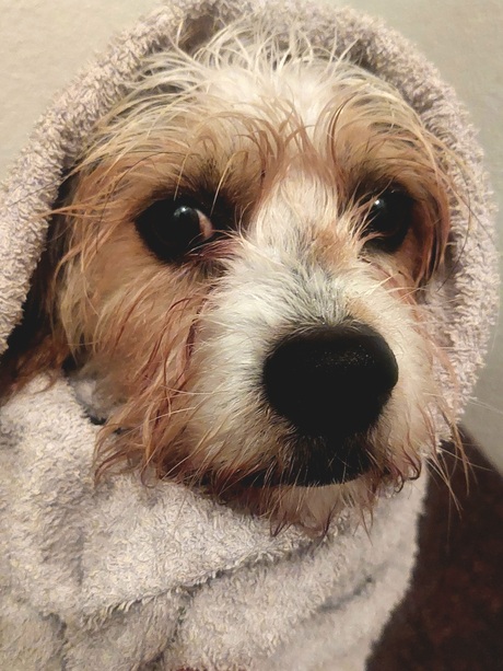 Wat een hondenweer gisteravond zeg