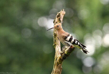 Eurasian Hoopoe