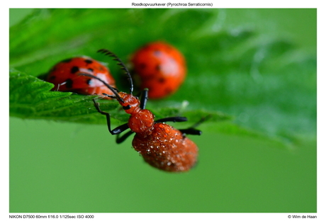 Roodkopvuurkever (Pyrochroa Serraticornis)