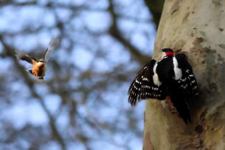 Specht en boomklever verdedigen hun plek