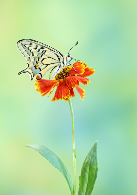 Koninginnepage