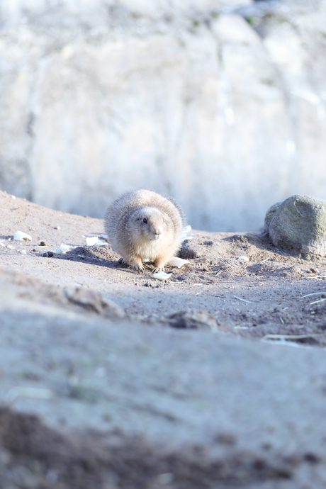 Zwartstaartprairiehond