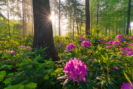 Een ochtend in het bos