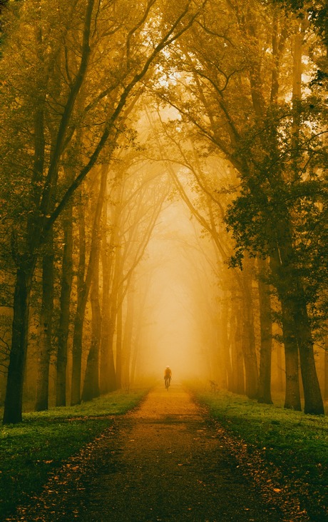 De mist in gaan