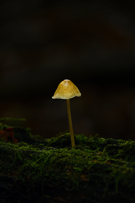 Mycena