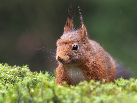 Eekhoorntje