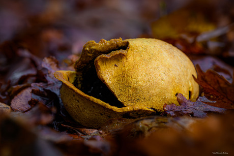 Gele aardappelbovist