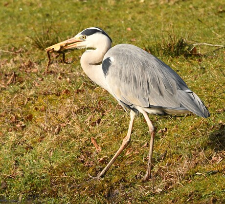 Blauwe reiger met kikkertje.