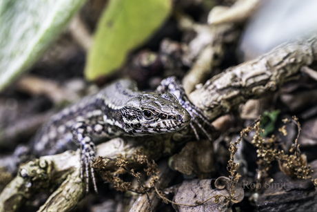 Lazy lizard