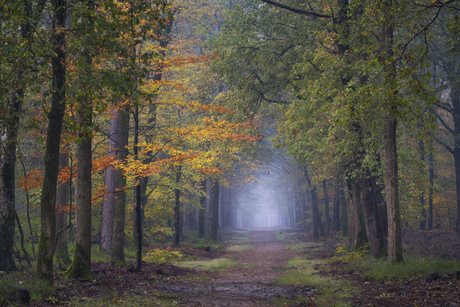 Hollandse Herfst