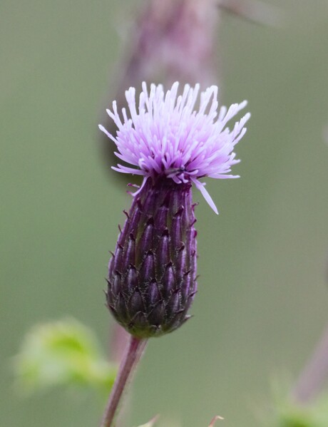 macro van een bloem