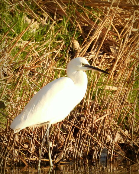 Stralend in het zonnetje