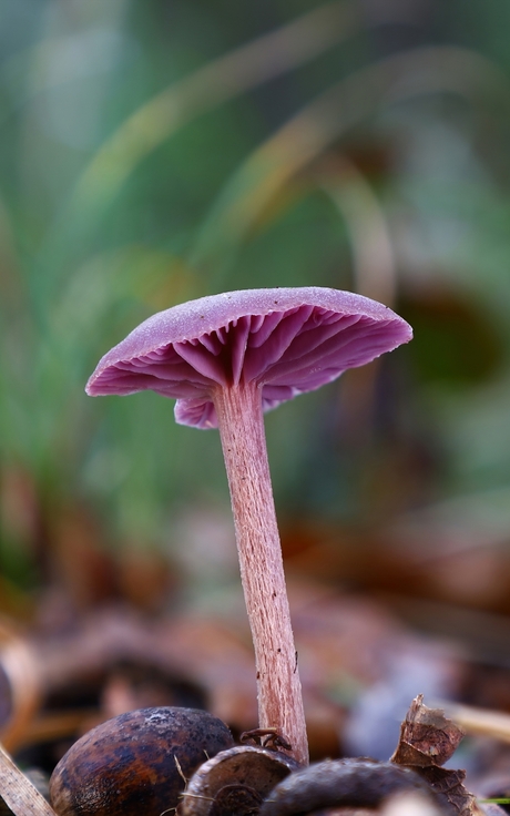 Amethyst deceiver