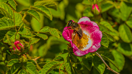 Blinde bij op bloem