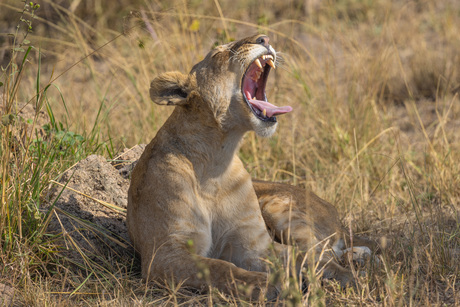 Brullende leeuw op de vlaktes  van Serengeti......