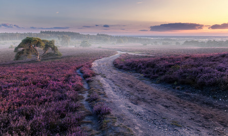 Nog steeds in de heide modus