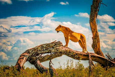 Serengeti serenity