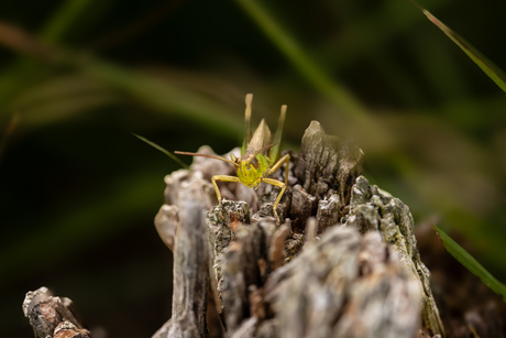 Sprinkhaan op boomstammetje