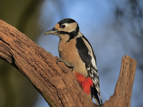 Grote bonte specht..