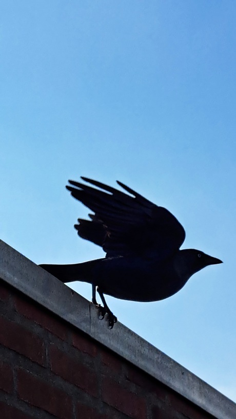 Mooi tegen de blauwe lucht