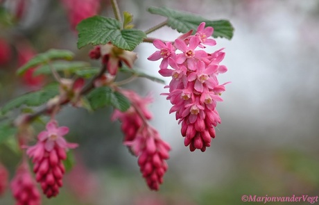 Rode ribes