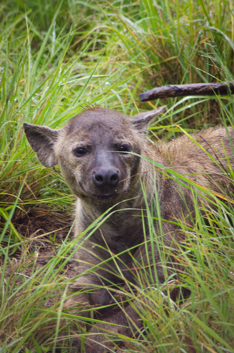 Hyena in het Krugerpark