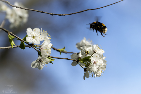 Even langs de bloemenbar 