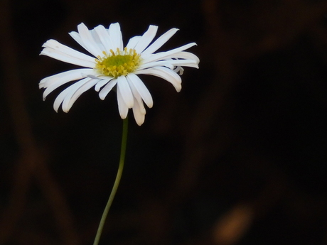 Margriet