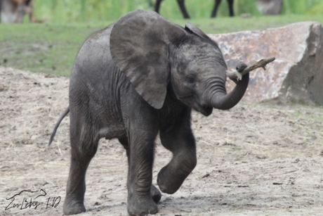 Olifantastisch avontuur