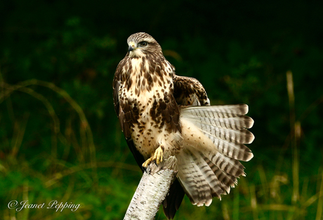 Buizerd