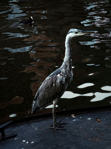 Reiger